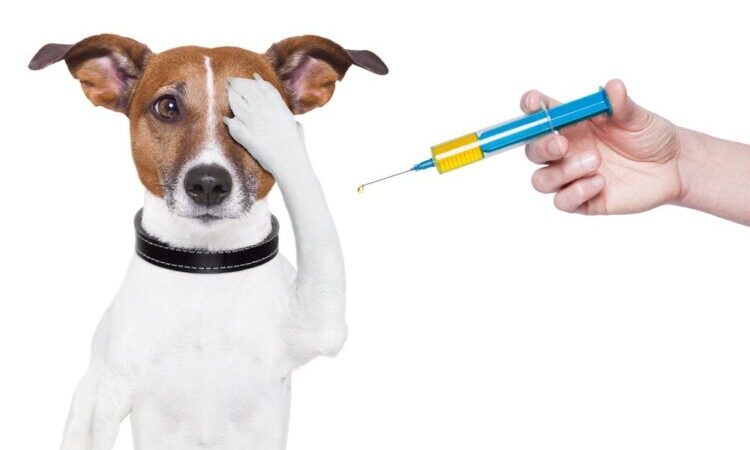 dog vaccinated